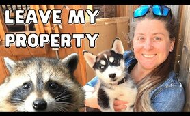 How to Get Rid of a Raccoon Fast | Humane DIY