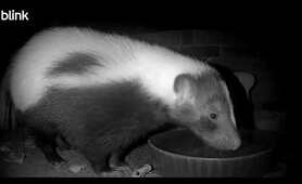 Hydration Extravaganza - Skunks, Raccoons, and Opossums Staying Healthy!