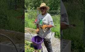 Keep Raccoons out of your garden! With item you can get for FREE! #gardeningtips