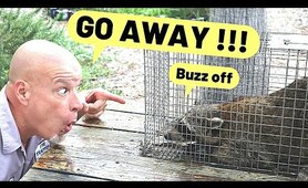 3 ways to get rid of raccoons fast