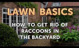 How to Get Rid of Raccoons in the Backyard