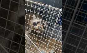 Trapping Raccoons in My Garden