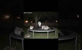 Invasion of wild raccoons in the backyard #wildlife #raccoon #raccoons