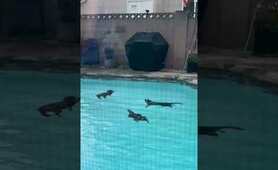 Raccoons Take Over Backyard Swimming Pool