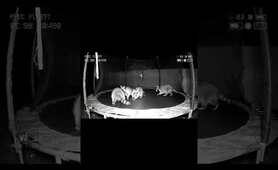 Raccoons energetically jumping and playing on a backyard trampoline. #raccoon #trampoline