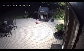 A non lethal way to scare away raccoons forever