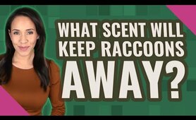 What scent will keep raccoons away?