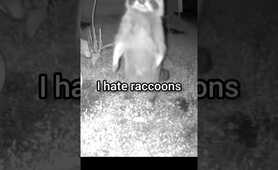 3 Reasons Why I Hate Raccoons #lawn #snakeplant #terrors