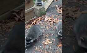 Mom raccoon brings winter babies to backyard daycare #shorts