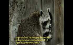 Here's How You Can Deter Raccoons and Keep Raccoons Away from Your Home & Lawn