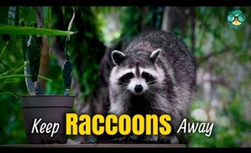 How to Keep Raccoons Out of the Garden | How to Get Rid of Raccoons |Raccoon Removal |Repel Raccoons