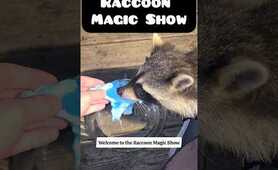 My Backyard Raccoon Circus