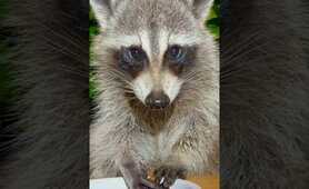 Hungry Raccoons Eating Dog Food in My Backyard short #shorts  #cute #raccoon #babyanimal