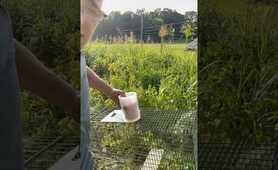 Raccoons are DESTROYING my garden trapping #pest-control