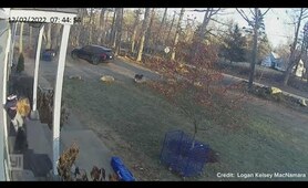 Raccoon attacks girl in Connecticut, mom flings it away | Caught on camera