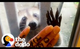 Raccoon Brings Her Babies To Meet Her Human Best Friend Every Year | The Dodo