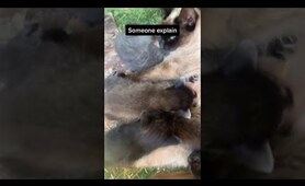 Sweet Mama Kitty Feeds Baby Raccoon || ViralHog