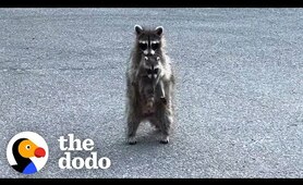 Mama Raccoon Hides Her Babies In A Garage | The Dodo