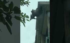 'Mama' raccoon saves baby from falling off roof