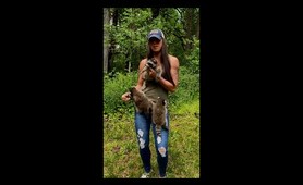 Baby Raccoons Climbing On Their &ldquo;raccoon&rdquo; Mother