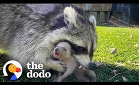 Mama Raccoon Patiently Waits For Guy To Rescue Her Crying Babies | The Dodo