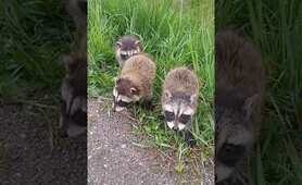CUTEST Baby Raccoons 