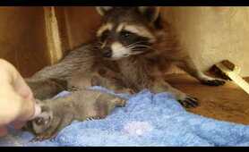 Amazing close up mother raccoon and new born babies