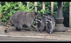 Mother Raccoon With New Kits * Chirping Sounds!