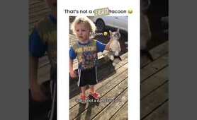 DEAD OR DANG Racoon??