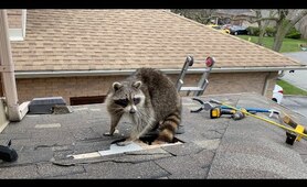 Very Protective Mother Raccoon Runs For Her Baby | Raccoon Removal From Attic