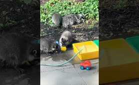 Exhausted raccoon mom takes a nap while her babies play with toys
