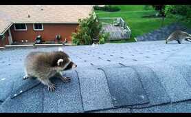 Aggressive Raccoon Rescues Baby.