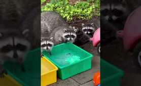 Raccoon Mom brings babies to play with daycare toys