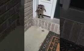 Woman Finds Wet Raccoon Looking For Help On Her Doorstep