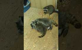 Wild Raccoon Baby Wrestling With His Mom 