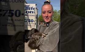 Baby raccoons are placed in a heated reunion box until their mom comes to collect them!