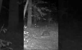 Mama raccoon calls to her babies! #shorts