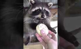 happy raccoon sounds