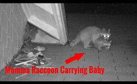 Convincing Momma Raccoon to Remove Her Babies from Attic