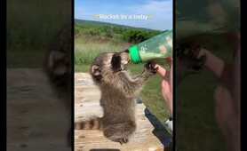 Adorable pet baby raccoon!