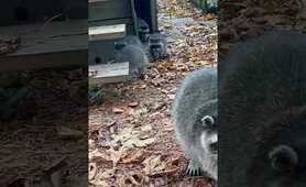 Raccoon Mom drops babies off at daycare #shorts