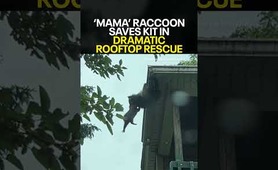'Mama' racoon heroically rescues kit from falling off rooftop