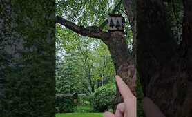 Exhausted raccoon mommy