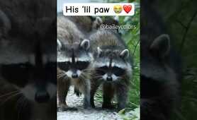 Raccoon mom and babies 