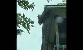 &lsquo;Mama&rsquo; raccoon saves baby from falling in dramatic rooftop rescue