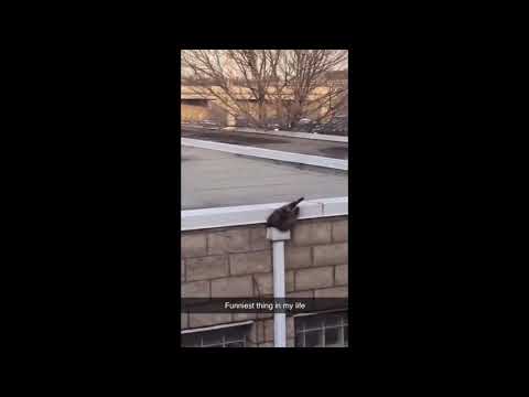 Raccoon squeezing down a gutter Tiktok