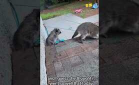 Raccoon Mom takes advantage of daycare services