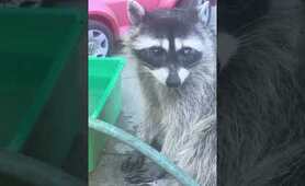 Raccoon Mom might need help finding her babies!