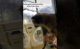 When mom&rsquo;s away&hellip;. #raccoon