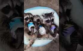 Raccoon babies found while walking the dog #animals #love #shorts